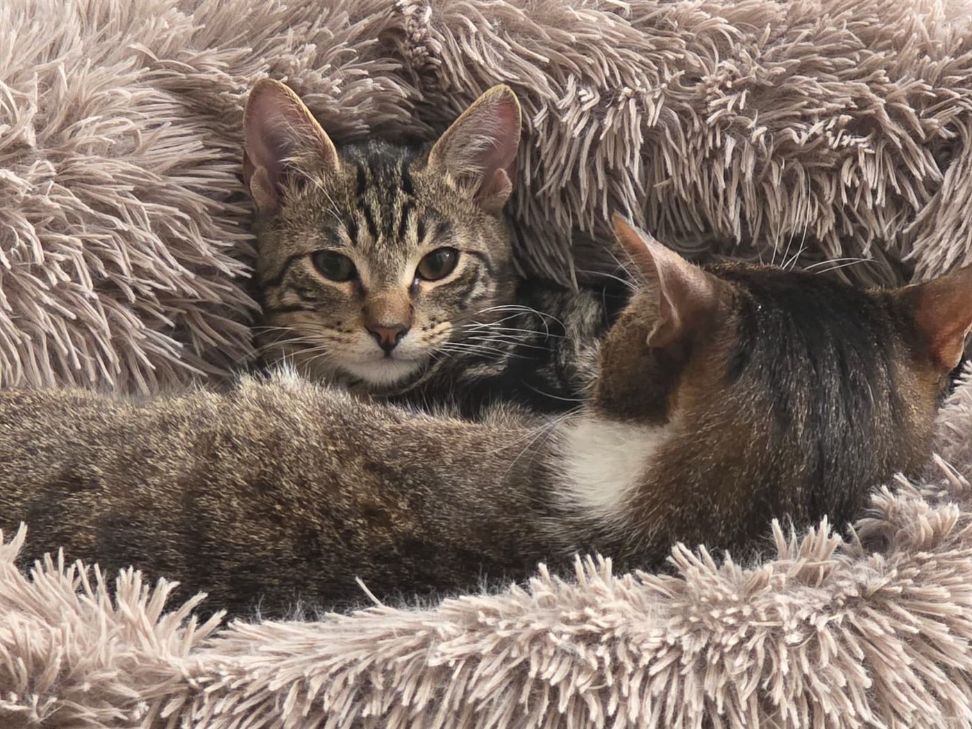Cashew peeking out from a fluffy bed, snuggled up against Pistachio