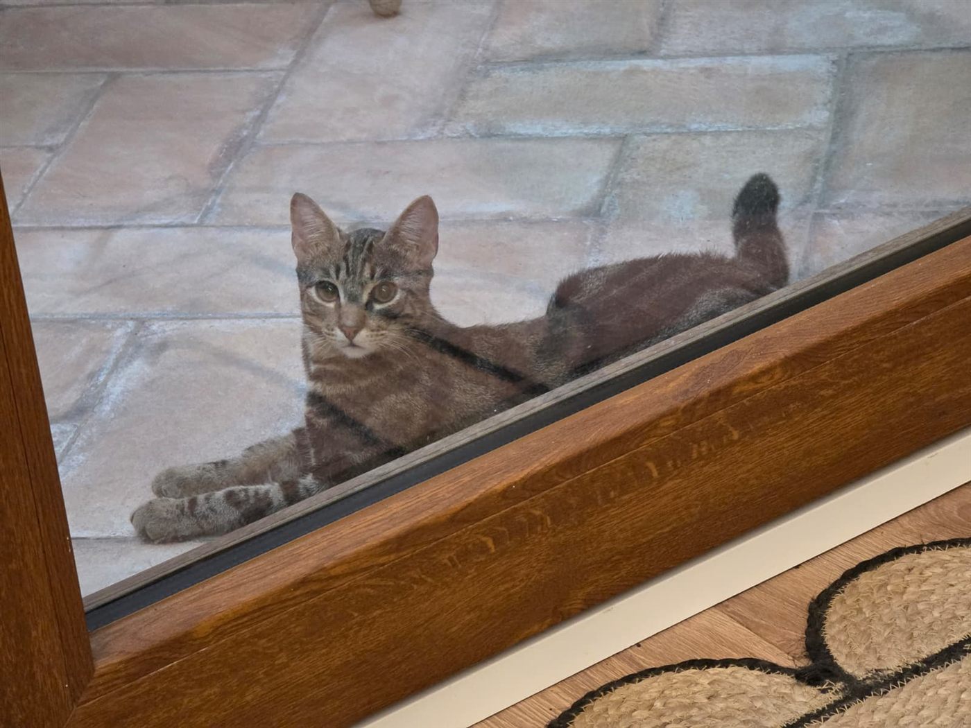 Cashew lying on a terracotta tile patio, looking in through a glass door
