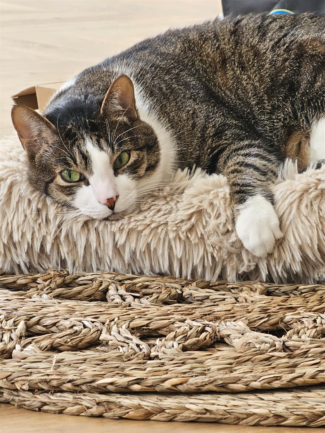 Pistachio lying on a fluffy cat bed on a woven rug, looking at the camera with green eyes