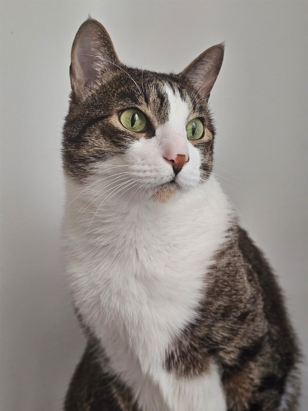 Pistachio, a tabby and white cat with green eyes, sitting against a pale wall