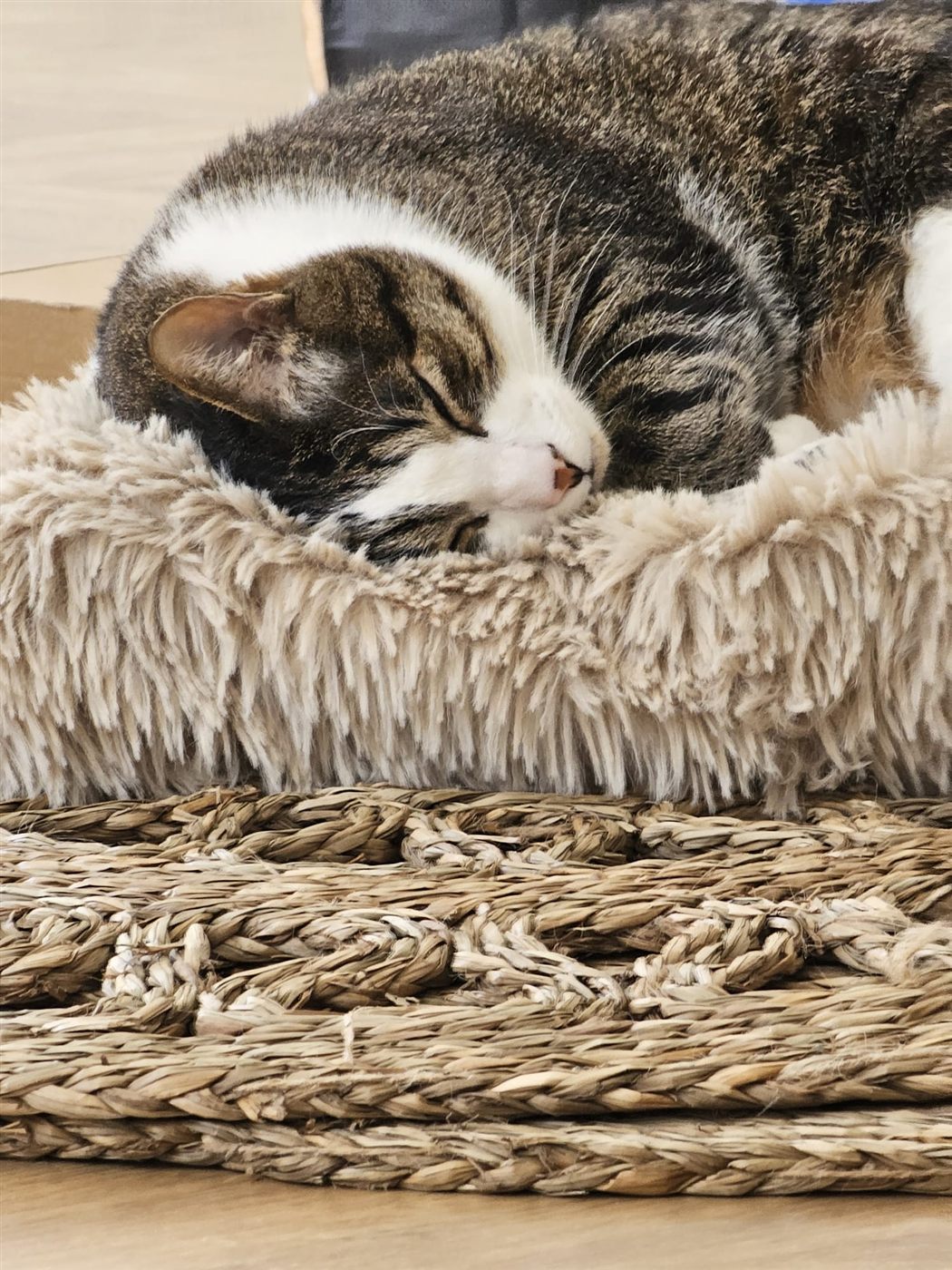 Pistachio curled up fast asleep on a fluffy cat bed on a woven rug
